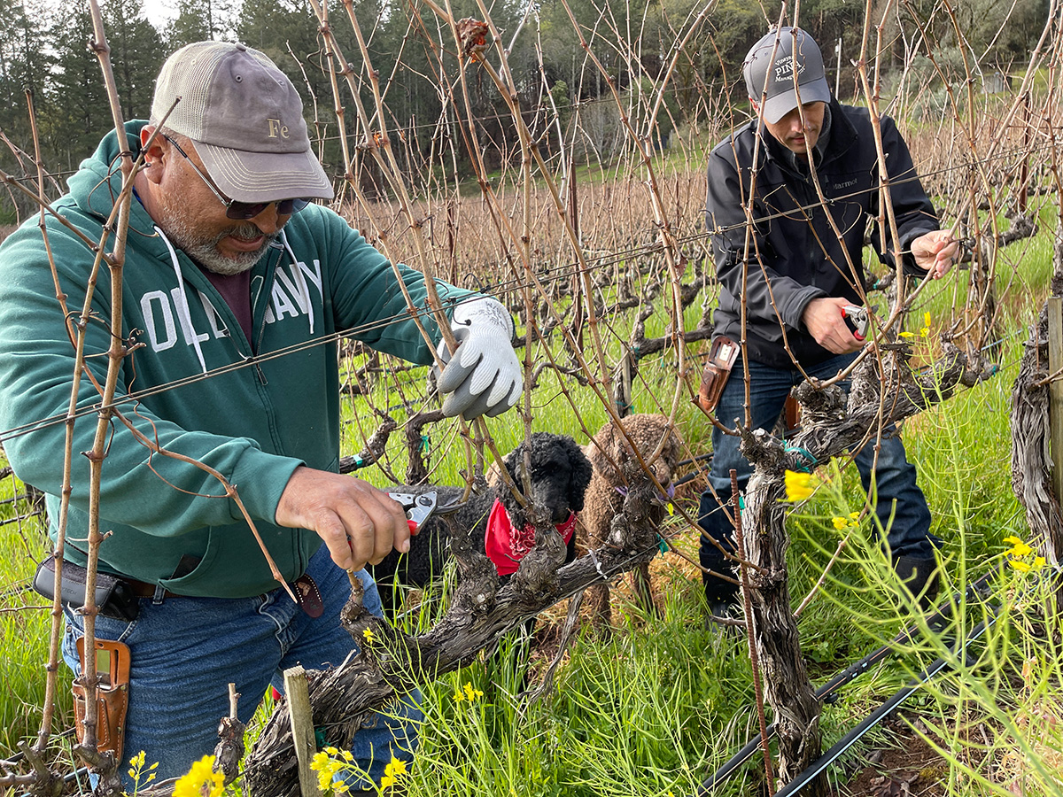 Pina Farm pruning grape vines