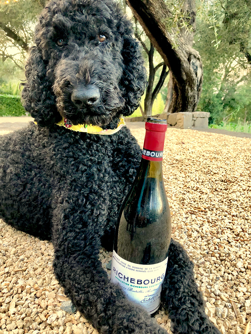 Wine Pup Burgundy