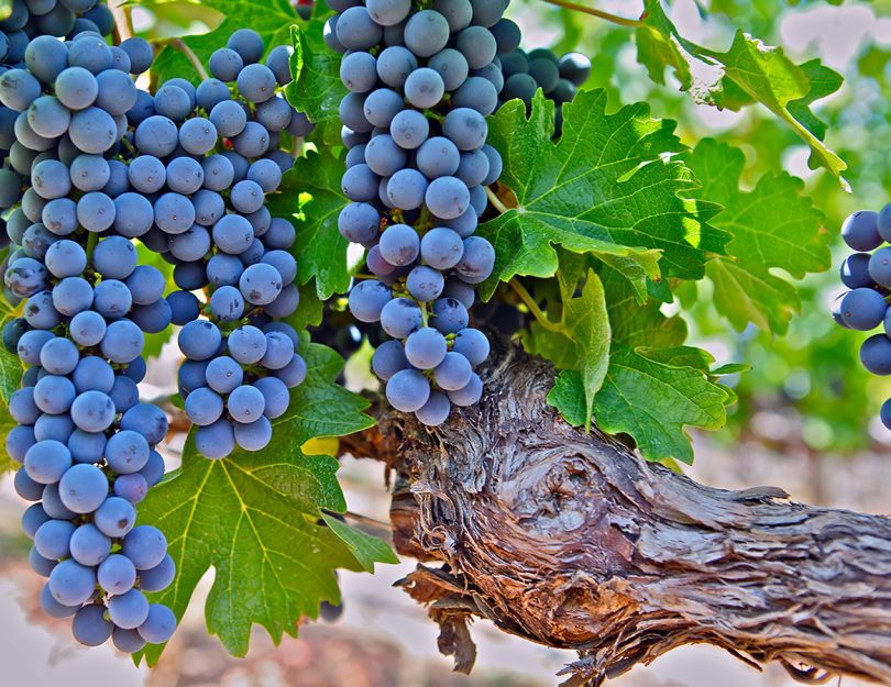 Grape-Clusters Grape Clusters