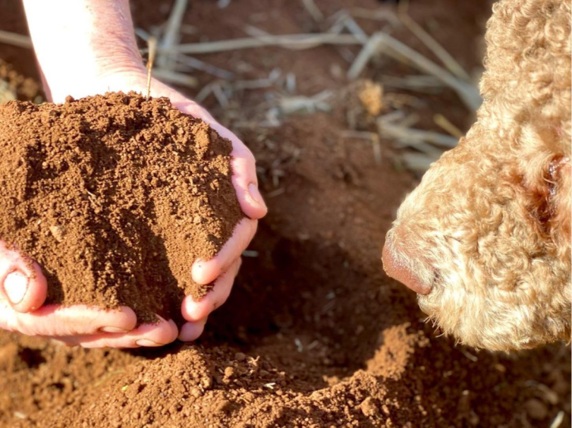 Screen Shot 2021-03-11 at 5.44.42 PM Terroir hands holding soild with dog's nose sniffing