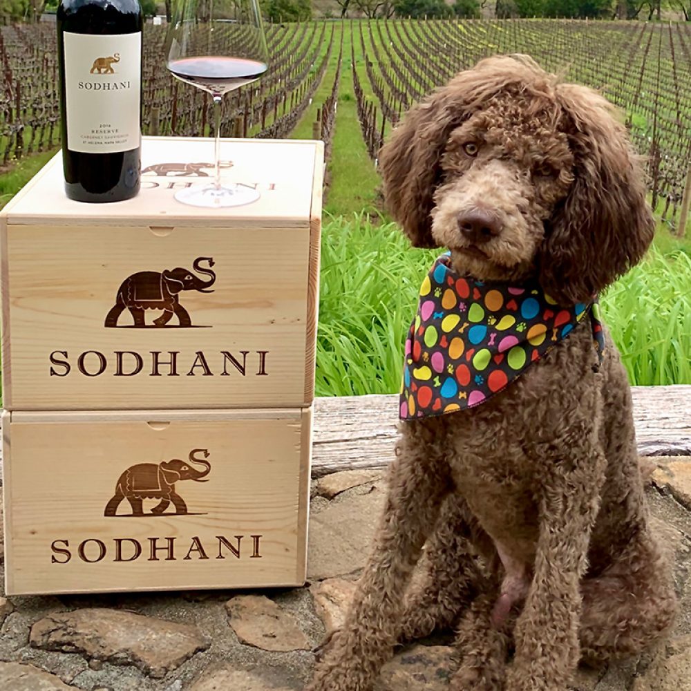 Wine Pup Cabernet Wine Pup Cabernet